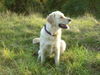 Golden Retriever Foto: noch mal schnell Herbstsonne schnuppern (ID 26176) Golden Retriever Hund