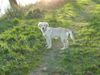 Golden Retriever Foto: Kerry`s suche nach den Sonnenstrahlen (ID 16467) Golden Retriever Hund