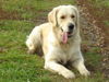 Golden Retriever Foto: Bin ich nicht Brav??? (ID 26326) Golden Retriever Hund