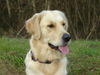 Golden Retriever Foto: Das bin Ich*ggg*beim Beobachten (ID 26325) Golden Retriever Hund