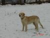 Golden Retriever Foto (ID 17989) Golden Retriever Hund