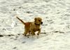 Golden Retriever Foto: Schnee ist so schön (ID 17987) Golden Retriever Hund