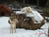 Golden Retriever Foto: besuch bei mama (ID 17988) Golden Retriever Hund