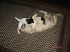 Golden Retriever Foto: Mein Freund Al Bundy (ID 17990) Golden Retriever Hund