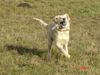 Golden Retriever Foto: Der Ball gehört mir!! (ID 17985) Golden Retriever Hund