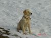 Golden Retriever Foto: Kerryline auf Beobachtungposten (ID 19286) Golden Retriever Hund