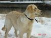 Golden Retriever Foto: Kerryline nach ihrer Lieblingsbeschäftigung,GRABEN (ID 19285) Golden Retriever Hund