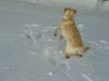 Golden Retriever Foto: Winter in Wien (ID 19830) Golden Retriever Hund