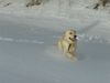 Golden Retriever Foto: Kerryline liebt den Schnee (ID 19287) Golden Retriever Hund