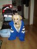 Golden Retriever Foto: muss das sein??? (ID 19831) Golden Retriever Hund