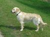 Golden Retriever Foto: Frühlngs sonne schnuppern (ID 20659) Golden Retriever Hund