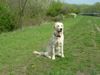 Golden Retriever Foto: Frühlngs sonne schnuppern (ID 20660) Golden Retriever Hund