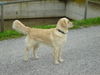 Golden Retriever Foto: Na bin ich nicht hübsch (ID 24478) Golden Retriever Hund