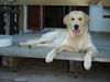 Golden Retriever Foto: Mein Lieblingsplatz (ID 24479) Golden Retriever Hund