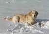 Golden Retriever Foto: Kerry im Schnee (ID 18148) Golden Retriever Hund