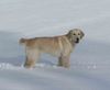Golden Retriever Foto: Das macht Spaß (ID 18149) Golden Retriever Hund