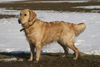 Golden Retriever Foto: Golden Retriever Hündin Kira (ID 31181) Golden Retriever Hund