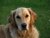 Golden Retriever Foto: Golden Retriever Hündin Kira (ID 31180) Golden Retriever Hund