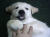 Golden Retriever Foto: oh ja kraul mich weiter (ID 16851) Golden Retriever Hund