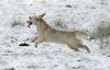 Golden Retriever Foto: Spass im Schnee! (ID 1960) Golden Retriever Hund