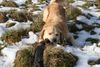 Golden Retriever Foto: Unser Larry liebt es Äste und große Holzbalken zu zerkleinern (ID 29298) Golden Retriever Hund