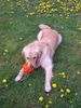 Golden Retriever Foto: Cico 2,5 Jahre (ID 13446) Golden Retriever Hund