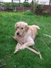Golden Retriever Foto: Cico 2,5 Jahre (ID 13447) Golden Retriever Hund