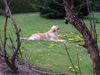 Golden Retriever Foto: Cico 2,5 Jahre (ID 13448) Golden Retriever Hund
