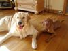 Golden Retriever Foto: Cico u Lena - sind wir zwei nicht der absolute Wahnsinn???? - .... (ID 14641) Golden Retriever Hund
