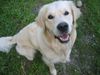 Golden Retriever Foto: SAM (ID 6685) Golden Retriever Hund