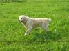 Golden Retriever Foto: Sam (ID 8401) Golden Retriever Hund