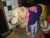 Golden Retriever Foto: War heut am Kindergeburtstag (ID 9115) Golden Retriever Hund