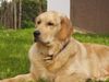 Golden Retriever Foto: Ein Aufpasser und Kuschelbär zu gleich (ID 14738) Golden Retriever Hund