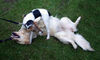 Golden Retriever Foto: Mira beim spielen (ID 38898) Golden Retriever Hund