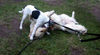 Golden Retriever Foto: Mira beim spielen (ID 38899) Golden Retriever Hund