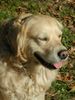 Golden Retriever Foto: Sali Spatz, Auch Dir und Hansruedi wünschen wir einen sonnigen und ruhigen Wahlsonntag. Bis demnächst mal wieder, SIERRA (ID 6232) Golden Retriever Hund