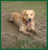 Golden Retriever Foto: Leute, so ein Schlammbad ist das was Herrliches, Euer Max (ID 18983) Golden Retriever Hund
