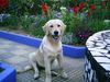 Golden Retriever Foto: Meegy mit 6 Monate Jung ;) (ID 39483) Golden Retriever Hund