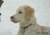 Golden Retriever Foto: merlin_10 (ID 28011) Golden Retriever Hund