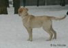 Golden Retriever Foto: merlin_4 (ID 28012) Golden Retriever Hund