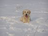 Golden Retriever Foto: Merlin im Schnee (ID 18941) Golden Retriever Hund