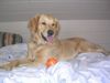 Golden Retriever Foto: Meine süße Cora (ID 28970) Golden Retriever Hund