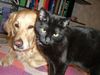 Golden Retriever Foto: Cora mit Tiffany (ID 28971) Golden Retriever Hund