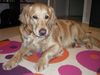 Golden Retriever Foto: Cora Spatzerl (2) (ID 28969) Golden Retriever Hund