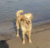 Golden Retriever Foto: Cora 05/05 (ID 21180) Golden Retriever Hund