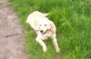 Golden Retriever Foto: Cora (11 Mon.) (ID 11438) Golden Retriever Hund