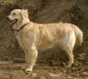 Golden Retriever Foto: Cora (11 Mon.) (ID 11439) Golden Retriever Hund