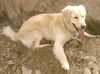 Golden Retriever Foto: Cora (11 Mon.) (ID 11440) Golden Retriever Hund