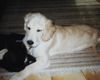 Golden Retriever Foto: Sandy mit dem Schwarzen Kater Sydney (ID 2130) Golden Retriever Hund