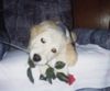 Golden Retriever Foto: Sandy (ID 1699) Golden Retriever Hund